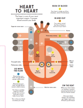 Human heart by Peter Grundy