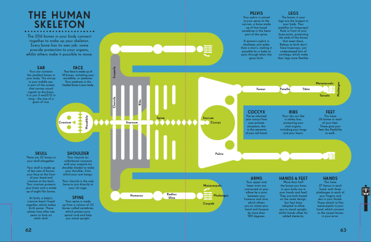 Human skeleton by Peter Grundy
